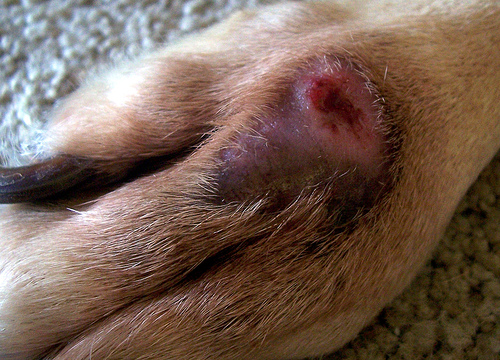 how do dogs get wet eczema