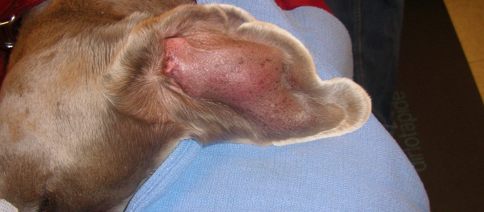 Dog with aural hematoma